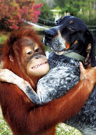 Suryia the Orangutan and Roscoe the Bluetick Coonhound #5