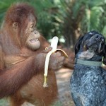 Suryia the Orangutan and Roscoe the Bluetick Coonhound #6