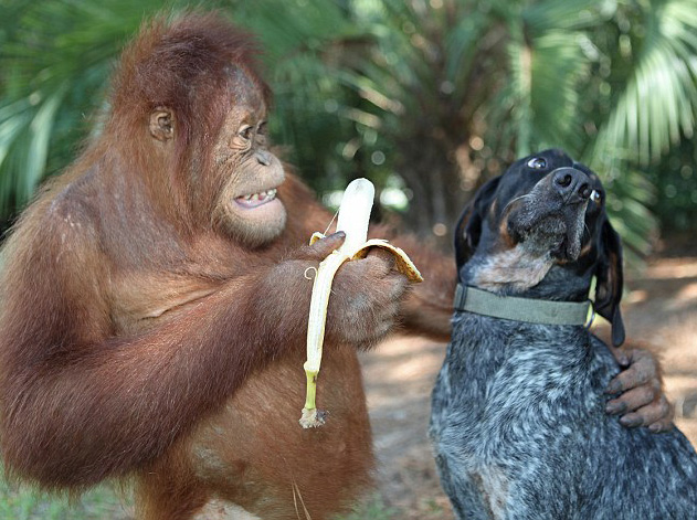 Suryia the Orangutan and Roscoe the Bluetick Coonhound #6
