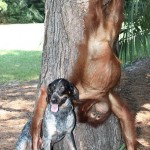 Suryia the Orangutan and Roscoe the Bluetick Coonhound #7