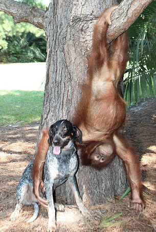 Suryia the Orangutan and Roscoe the Bluetick Coonhound #7