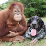 Suryia the Orangutan and Roscoe the Bluetick Coonhound #8