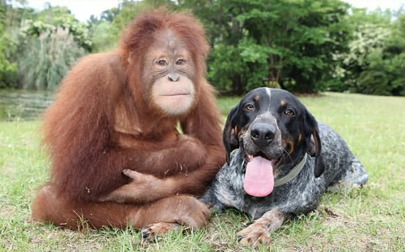 Suryia the Orangutan and Roscoe the Bluetick Coonhound #8