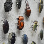 A-World-of-Beetles-1