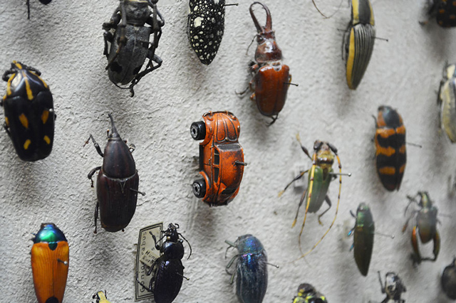 A-World-of-Beetles-1