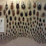 A-World-of-Beetles-2