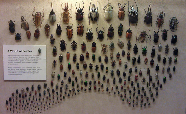 A-World-of-Beetles-2