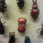 A-World-of-Beetles-3