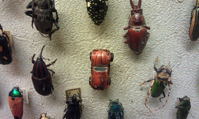 "Bilder von Käfer Schänke": A Colourful Journey into the World of Beetles!