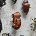 A-World-of-Beetles-featured