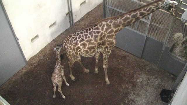 Baby giraffe and mom