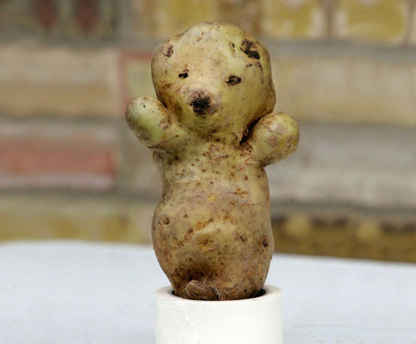 Bear potato