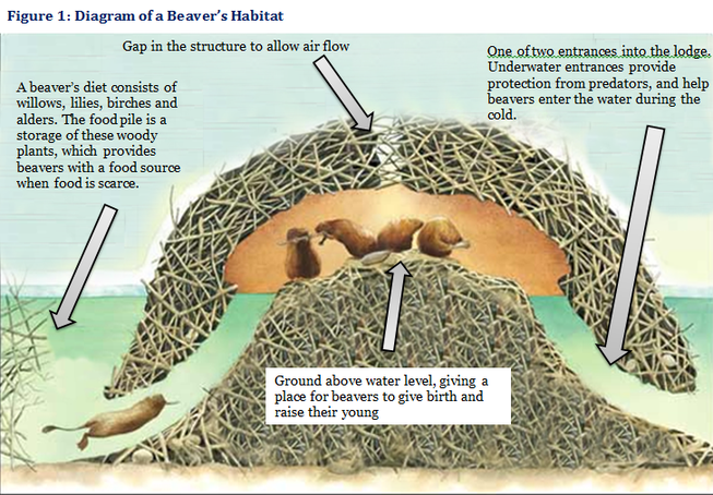 Diagram Of A Beaver Lodge