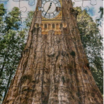 Big-Ben-and-Redwood-by-Tim-Klein
