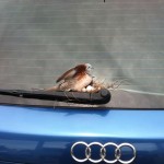 Bird-nest-on-car-2