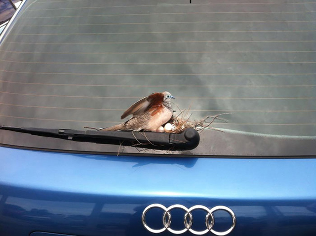 Bird-nest-on-car-2