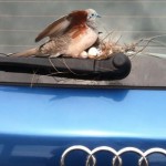 Bird-nest-on-car-featured