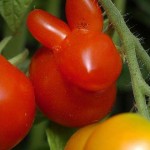 Bunny tomato