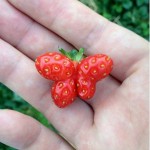 Butterfly-shaped-strawberry