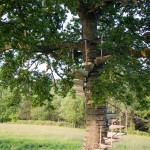Tree Project