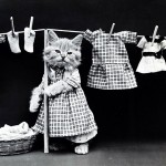 Cat-doing-laundry-sm