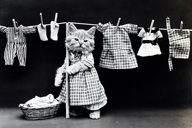 Cat-doing-laundry-sm