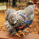 Chicken-Sweater-WhimsyofWillows