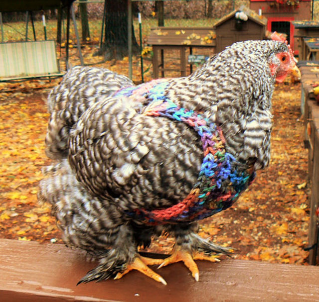 Chicken-Sweater-WhimsyofWillows