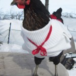 ChickenSnackShack-chicken-sweater