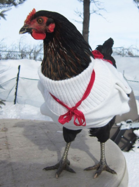 These Chickens Are Wearing Sweaters!! - Pee-wee's blog