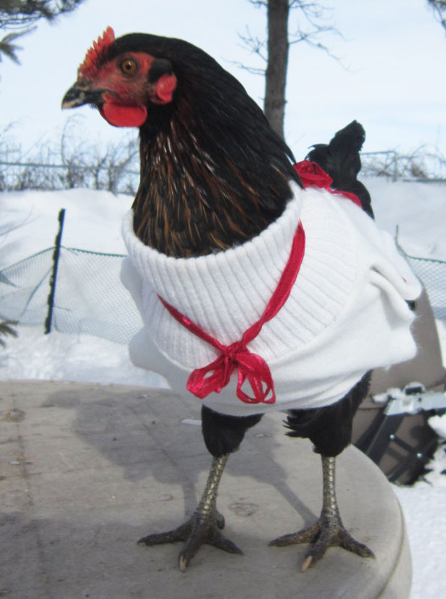 ChickenSnackShack-chicken-sweater