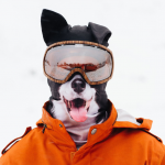 Collie-dog-ski-mask