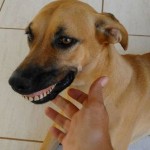 Dog-wearing-dentures-1