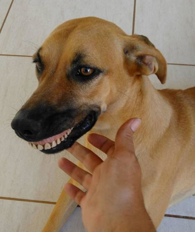 Dog-wearing-dentures-1