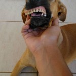 Dog-wearing-dentures-3