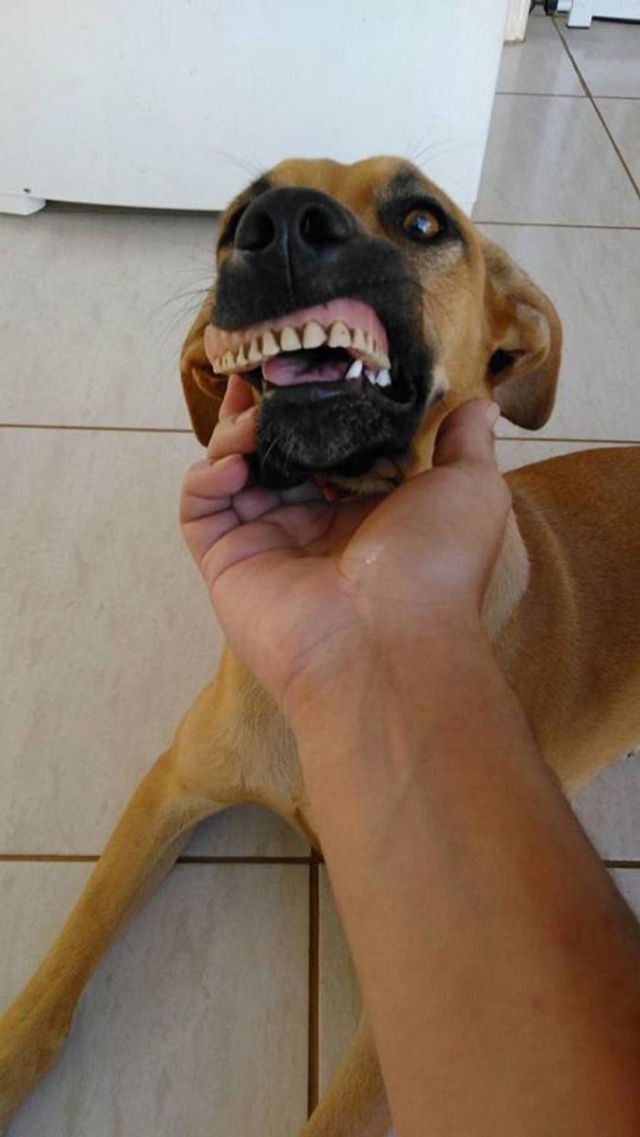 Dog-wearing-dentures-3