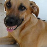 Dog-wearing-dentures-featured