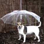 Dogbrella-social
