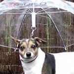 Featured-dogbrella