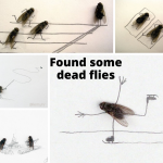 Found some dead flies (2)