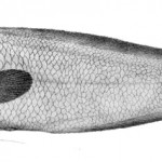 HMS-Challenger-fish