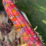 Jellybean corn on the cob