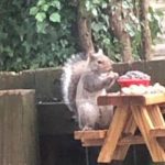 Little-tiny-picnic-table-made-for-squirrels