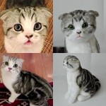 Meredith