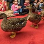 Peabody Duck March Memphis hotel