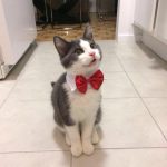 Pee-wee Herman cat