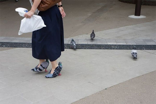 Pigeon-Shoes-4