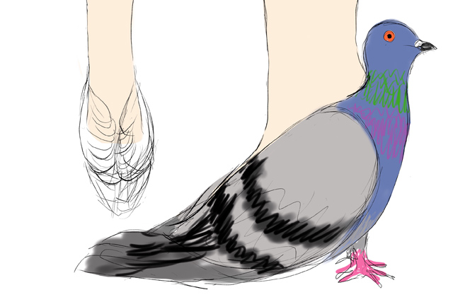 Pigeon Shoes 7