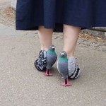 Pigeon-Shoes-featured