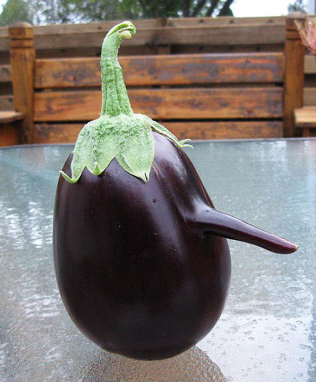 Pinocchio-eggplant